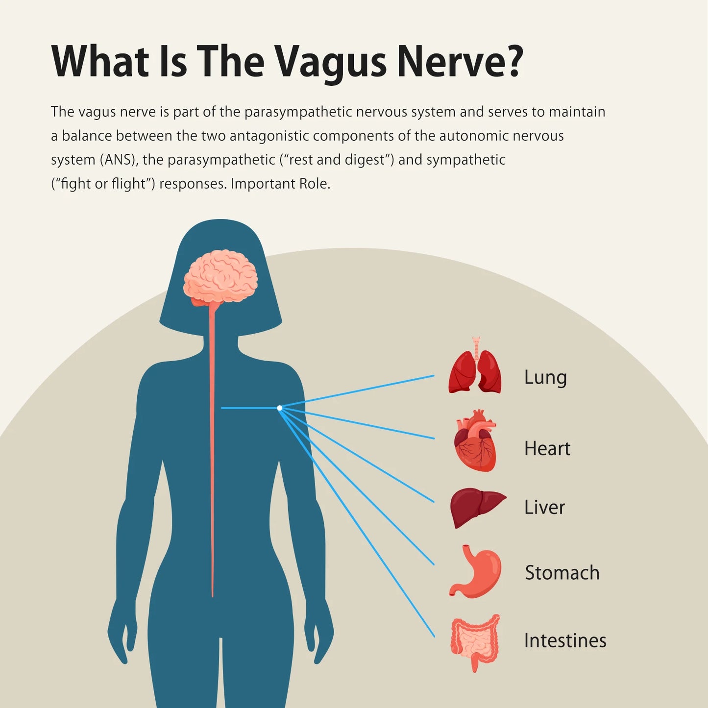 Zenowell Portable Vagus Nerve Stimulator For Deep Sleep Anxiety Relief